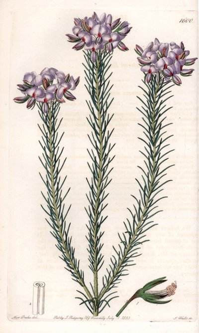 Variety of Gompholobium (Family of Leguminous Plants), Native to Australia. Handcoloured copperplate engraving from Sydenham Edwards
