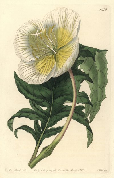 Variety of Oenothera or Grass with Donkeys or Evening Primrose - White Upright Evening Primrose, Oenothera anisoloba. Handcoloured copperplate engraving from Sydenham Edwards