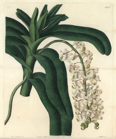 Fox Brush Orchid by Sydenham Teast Edwards