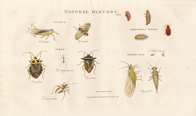 Various Insect Species from the Cicada and Bug Families by Sydenham Teast Edwards