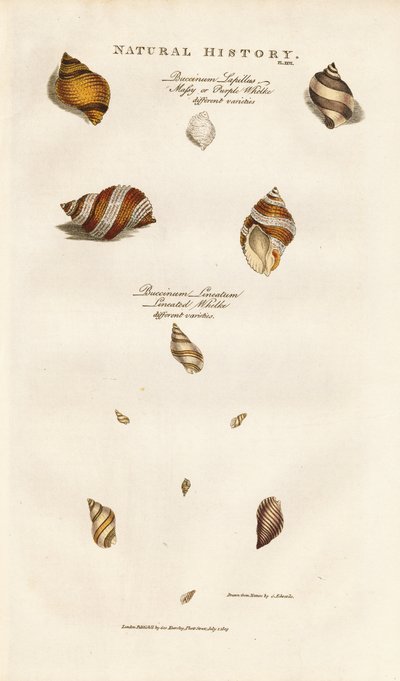 Various Species of Whelks by Sydenham Teast Edwards