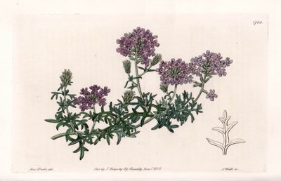 Verbena Multifide by Sydenham Teast Edwards