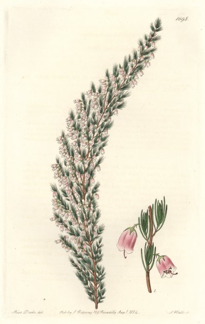 Vesicular Epiary, Originally from Europe - Engraved by S. Watts, from an illustration by Sarah Anne Drake, from the Botanical Register by Sydenham Teast Edwards