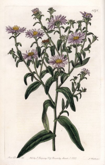 Virginia Aster or Harvester by Sydenham Teast Edwards