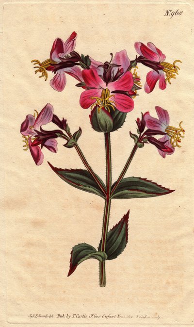 Virginia Rhexia with Purple and Pink Flowers by Sydenham Teast Edwards