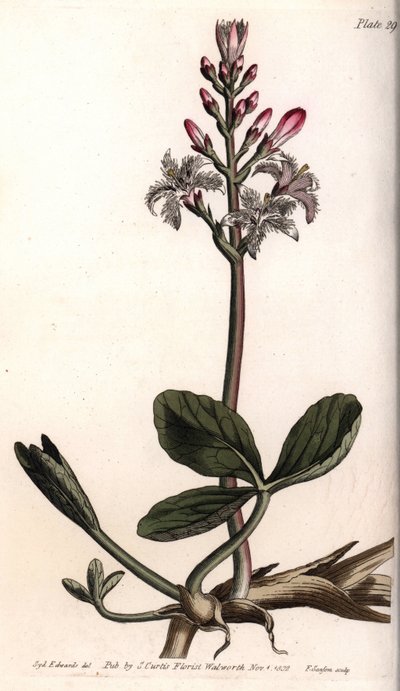 Water Trefle or Menyanthe Water Trefle by Sydenham Teast Edwards