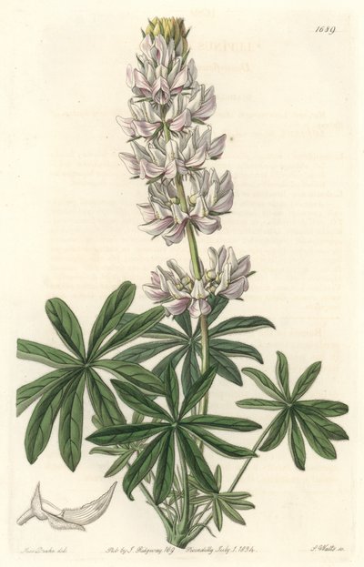 White-flowered Lupin from the Botanical Register by Sydenham Teast Edwards