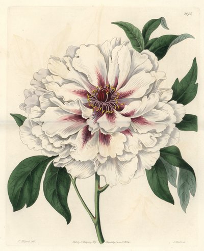 White Shrub Peony from the Botanical Register by Sydenham Teast Edwards