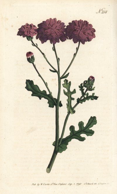 Wild cineraire - Purple groundsel or ragwort, Senecio elegans by Sydenham Teast Edwards