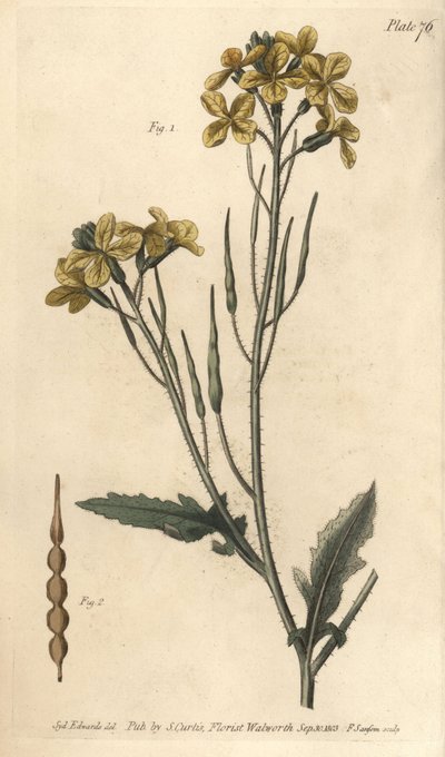 Wild radish, Raphanus raphanistrum, Siliquosa. by Sydenham Teast Edwards