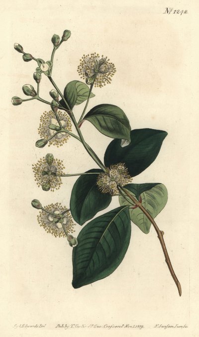 Twinberry by Sydenham Teast Edwards