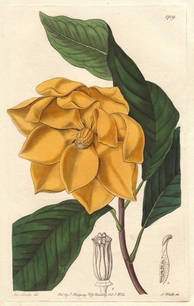 Yellow-flowered Magnolia, native to Java - Strong water by S. Watts from an illustration by Sarah Anne Drake, from the Botanical Register by Sydenham Teast Edwards