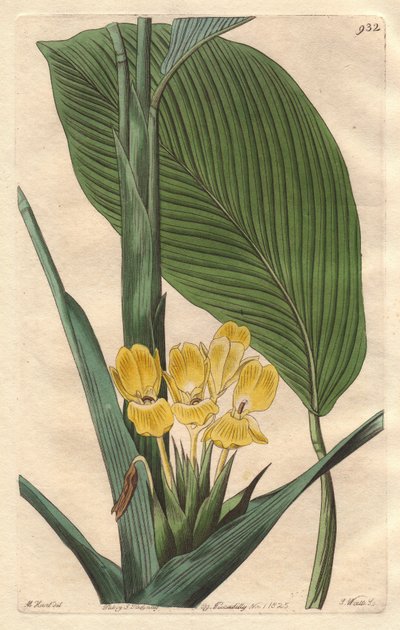 Yellow-Flowered Calathea, Native to Brazil - S. Watts Strong Water from an Illustration by M. Mart, from the Botanical Register by Sydenham Teast Edwards