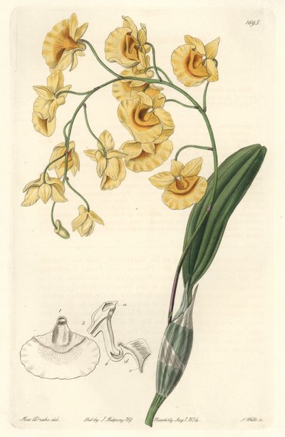 Yellow Dendrobium Orchid, Native to India by Sydenham Teast Edwards