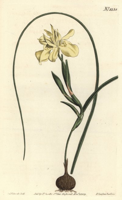 Yellow esculent-rooted moraea, Moraea fugax (Moraea edulis). Handcoloured copperplate engraving by F. Sansom Jr. after an illustration by Sydenham Edwards from William Curtis