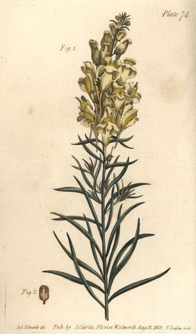Yellow Toadflax by Sydenham Teast Edwards