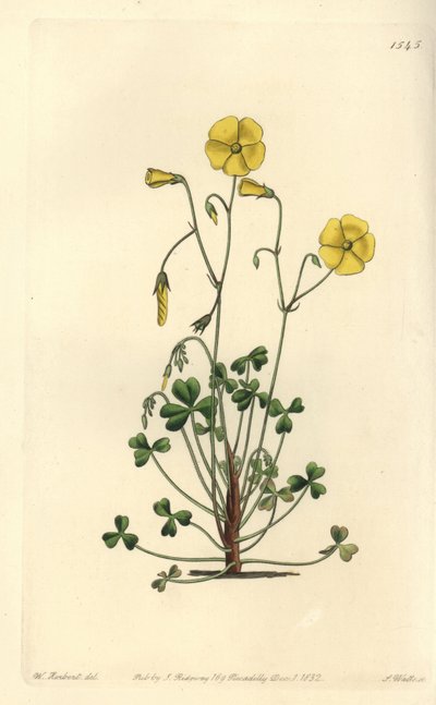 Yellow Woodsorrel, Oxalis micrantha (Cumming
