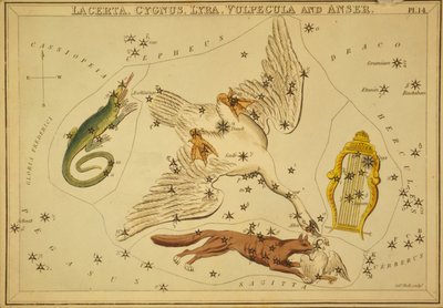 Lacerta, Cygnus, Lyra, Vulpecula and Anser, Illustration from 