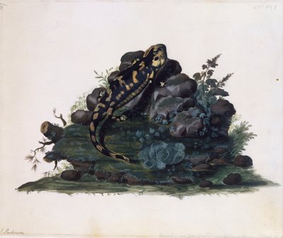 Salamander, watercolour by Sidney Parkinson by Sydney Parkinson