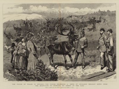 The Prince of Wales in Sweden, examining a Herd of Reindeer brought down from the Mountains to Storlien by Order of the King by Sydney Prior Hall