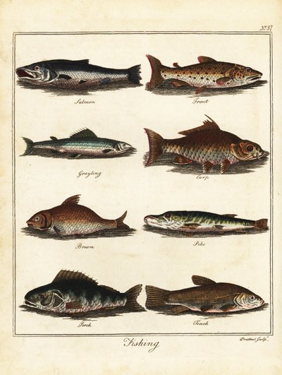 Fishing: salmon, trout, grayling, carp, bream, pike, perch, tench by T. Prattent