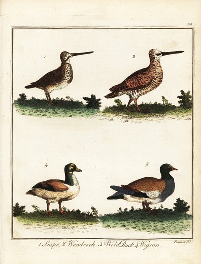 Game Birds: Snipe, Woodcock, Wild Duck and Wigeon. 1792 by T. Prattent