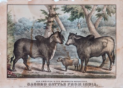 Sacred Cattle from India by T. W. Strong