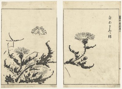 Thistles and Butterfly (series title: Gahon Shinkoku Makiage) by Tachibana Morikuni (attributed to)