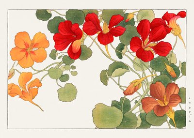 Nasturtium Flower from "Seiyou Sokazufu" by Tanigami Konan