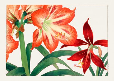 Vintage Amaryllis Flower from "Seiyou Sokazufu" by Tanigami Konan