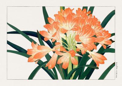 Vintage Cliviminiata Flower from "Seiyou Sokazufu" by Tanigami Konan