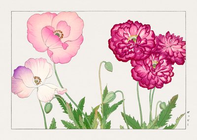 Vintage Poppy Flower from "Seiyou Sokazufu" by Tanigami Konan