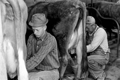 Agriculture Trainee Learning to Milk Cows at North Carolina Industrial Training Center by Ted Spiegel