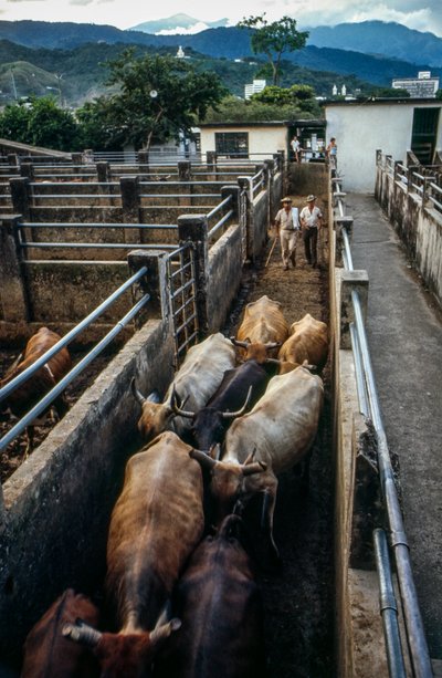 Cattle Arrive at Palmira, Colombia Corral by Ted Spiegel
