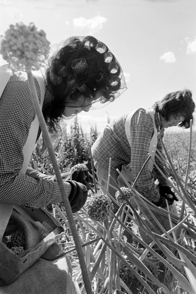 Family farmer Ed Ker at A.M. Ker Ranch is an agricultural homesteader growing alfalfa by Ted Spiegel