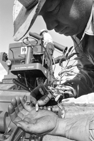 Family farmer Ed Ker at A.M. Ker Ranch is an agricultural homesteader growing alfalfa by Ted Spiegel