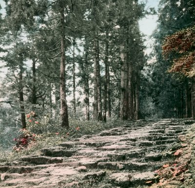 Cedar Alley, Hakone, circa 1900 - 1915 by Teijiro Takagi