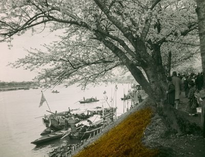 Cherry Tree in Bloom by the Pond at Mukojima Hyakkaen, circa 1900 - 1915 by Teijiro Takagi