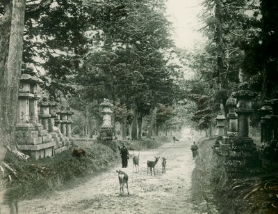 Kasuga Taisha Park in Nara, circa 1900 - 1915 by Teijiro Takagi