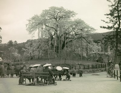 Seated Japanese Gazing at Cherry Blossoms, Kyoto, circa 1900 - 1915 by Teijiro Takagi