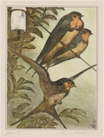 Three Swallows by Theo van Hoytema (signed by artist)