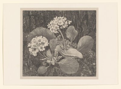 Primula in the Moss (Flower Studies) by Theo van Hoytema