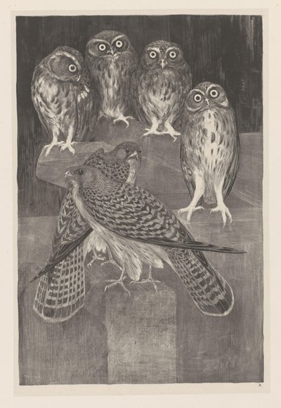 Four Little Owls and Two Kestrels (original series title: Animal Studies) by Theo van Hoytema