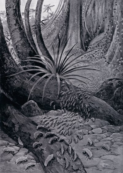 The Coushie or Leaf-Cutting Ant by Theobald Carreras