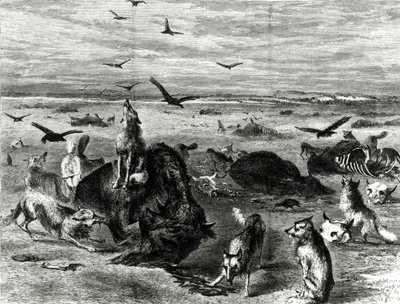 Slaughter of Buffaloes on the Plains, from Harpers Weekly 1872 by Theodore Russell Davis
