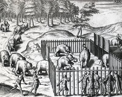 Elephant hunting in kingdom of Pegu, now Myanmar, engraving by Theodor de Bry by Theodore de Bry