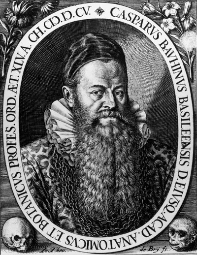 Portrait of Gaspard Bauhin by Theodore de Bry