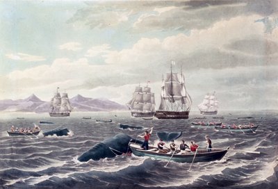 A Shoal of Sperm Whale (engraved by J. Hill, published 1838) by Thomas (after) Birch