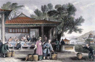 The Culture and Preparation of Tea, China by Thomas Allom
