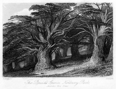 The Druids Grove, Norbury Park, Surrey, 19th century by Thomas Allom